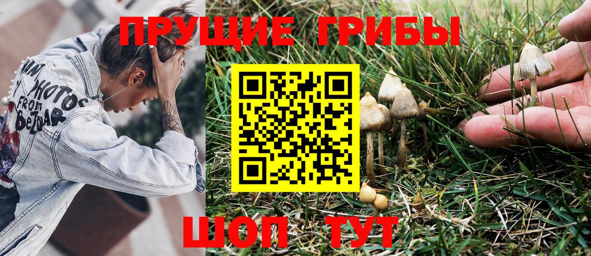 Псилоцибиновые грибы GOLDEN TEACHER Балашов
